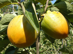 Persimmon Saijo