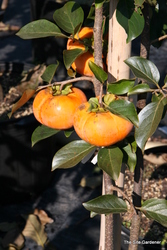 Persimmon Saijo — photo 2