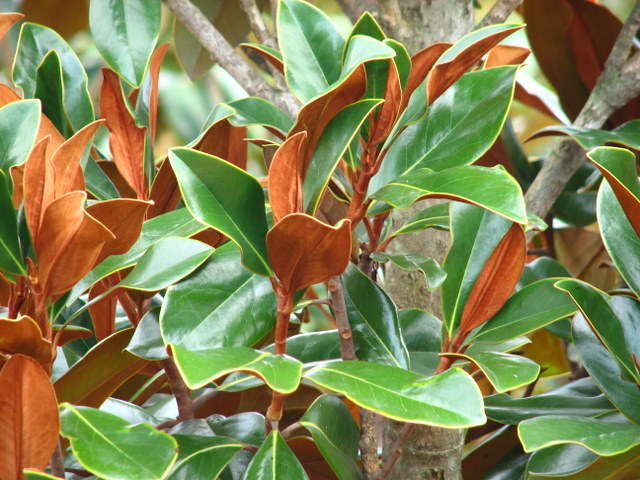 Magnolia grandiflora 'Blanchard' - The Site Gardener
