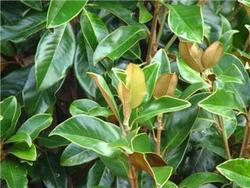 Magnolia grandiflora Claudia Wanamaker — photo 2