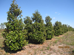 Magnolia grandiflora Claudia Wanamaker — photo 3