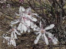 Magnolia x loebneri 'Leonard Messel' — photo 2