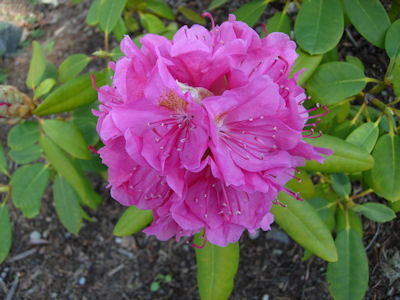Rhododendron Spring Dawn