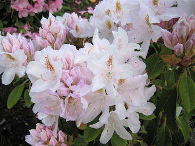 Rhododendron Swansdown