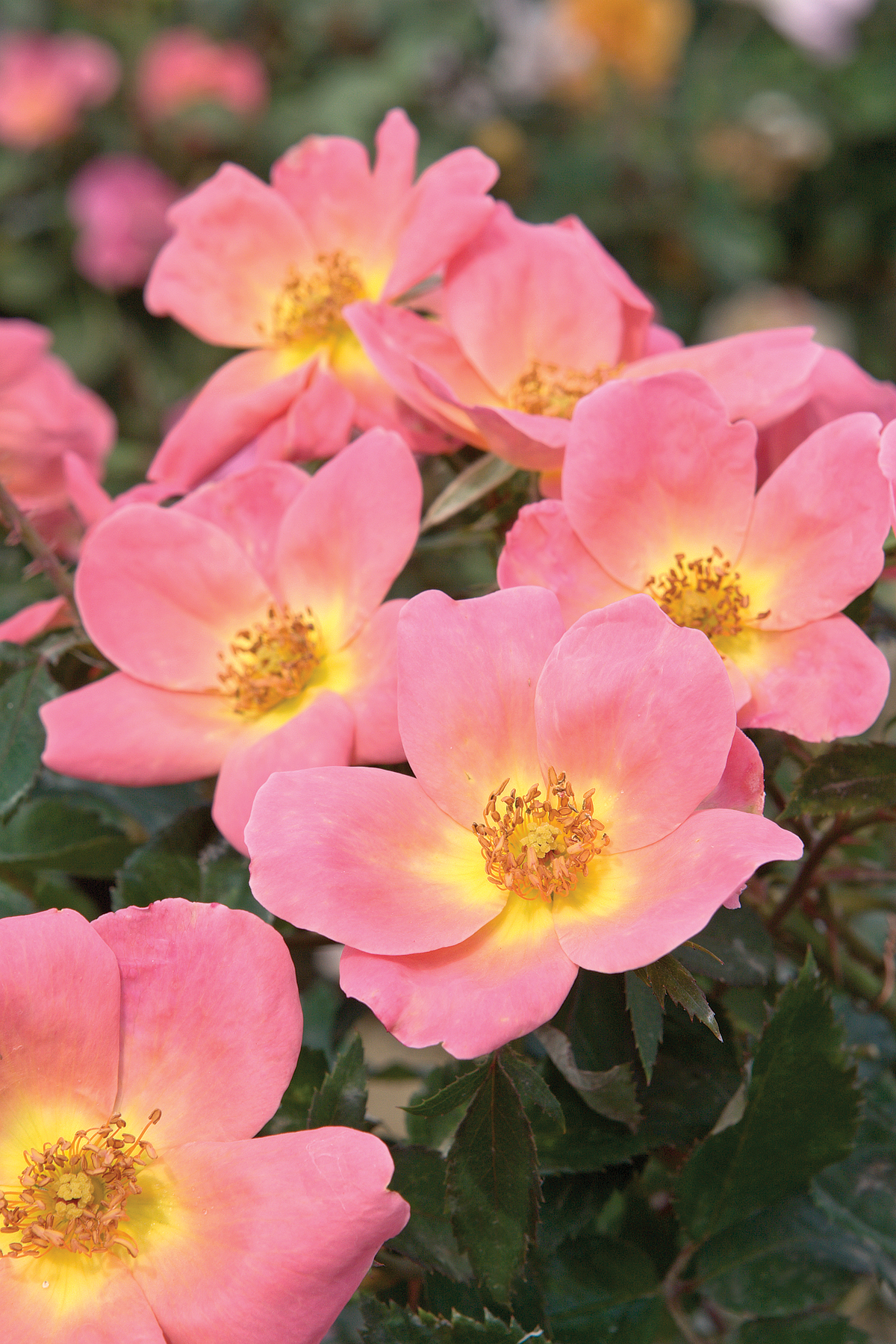 Rosa 'Rainbow Knock Out' — photo 1