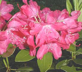 Rhododendron Bikini Island — photo 1