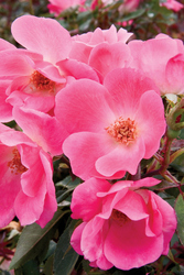 Rosa 'Pink Knock Out' — photo 1