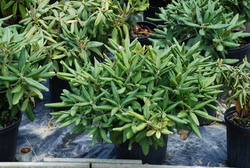 Rhododendron Yaku Prince — photo 2