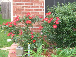 Rosa 'Home Run' — photo 2