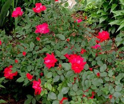 Rosa 'Knock Out' — photo 2