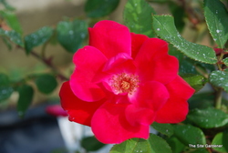 Rosa 'Knock Out' — photo 3