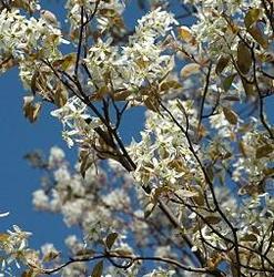 Amelanchier x grandiflora 'Princess Diana' — photo 1