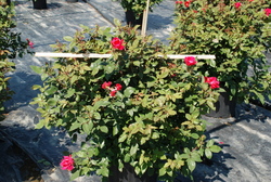 Rosa 'Pink Knock Out' — photo 3