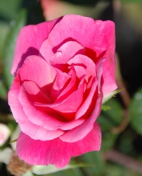 Rosa 'Pink Knock Out' — photo 4