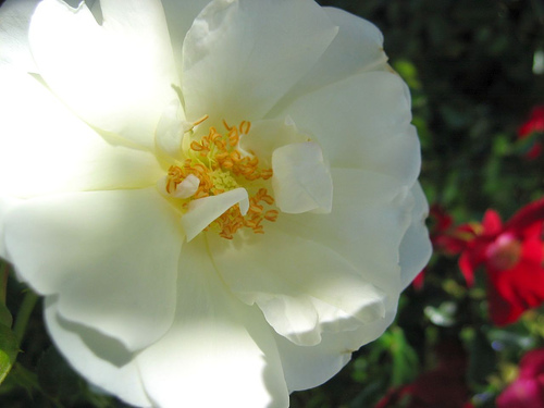 Rosa Flower Carpet (White) — photo 1