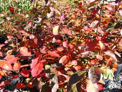 Amelanchier x grandiflora 'Princess Diana' — photo 2