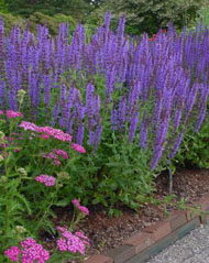 Salvia nemerosa Blue Hill