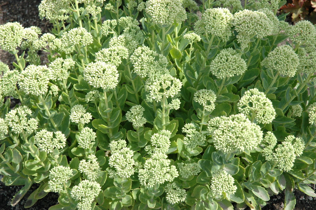 Sedum Autumn Joy - The Site Gardener