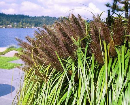 Grass Pen. Nat. Arb. Black Fountain