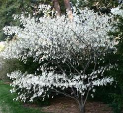 Amelanchier x grandiflora 'Robin Hill' — photo 1