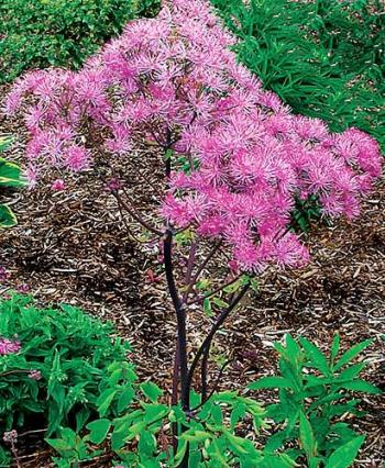 Thalictrum Black Stockings