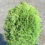 Thuja occidentalis Tom Thumb