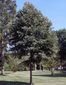 Tilia tomentosa Green Mountain