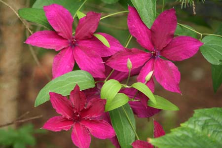 Clematis Heather Herschell — photo 1