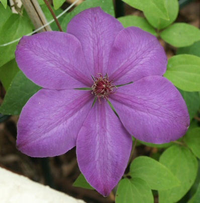 Clematis X The President — photo 1