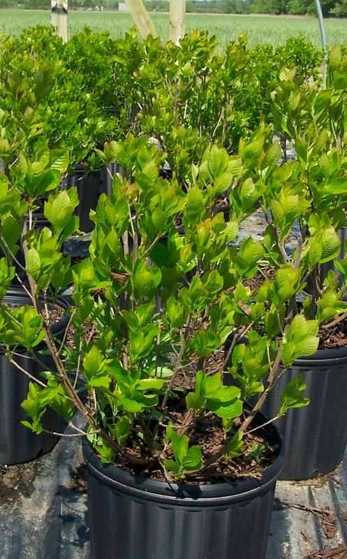 Clethra alnifolia 'Hummingbird' — photo 1