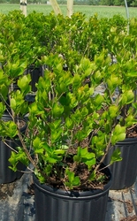 Clethra alnifolia 'Hummingbird' — photo 1