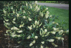 Clethra alnifolia 'Hummingbird' — photo 2