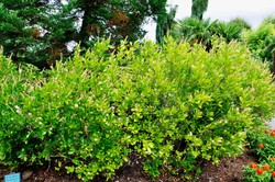 Clethra alnifolia 'Ruby Spice' — photo 1