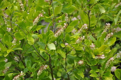 Clethra alnifolia 'Ruby Spice' — photo 2