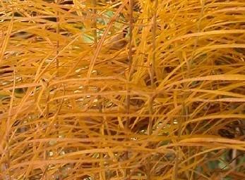 Amsonia hubrictii — photo 1