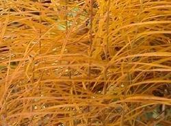 Amsonia hubrictii — photo 1