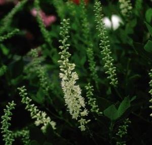Clethra alnifolia 'September Beauty' — photo 1