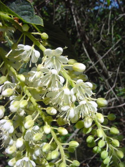 Clethra barbinervis — photo 1