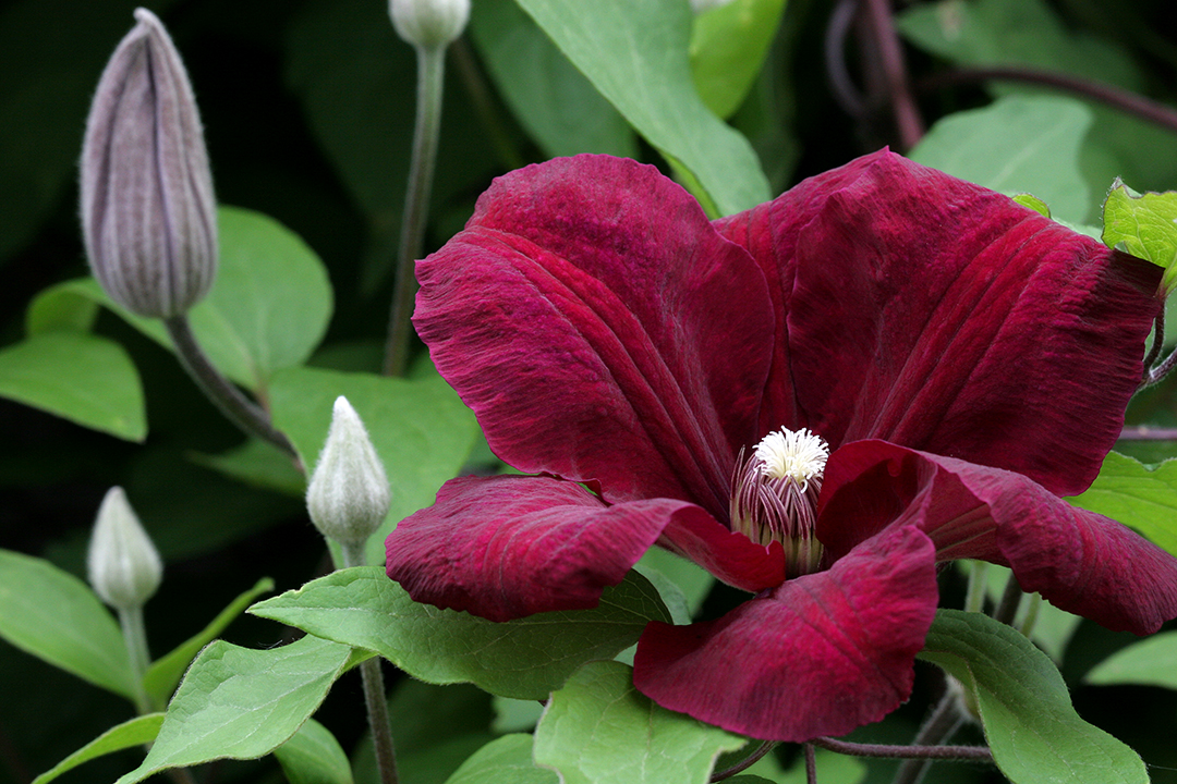 Clematis Rouge Cardinal — photo 1
