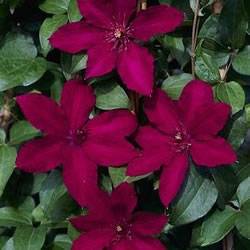 Clematis Ruutel — photo 1