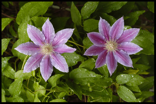 Clematis Sakala — photo 1