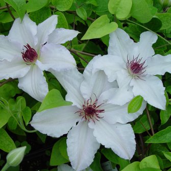 Clematis Snow Queen — photo 1