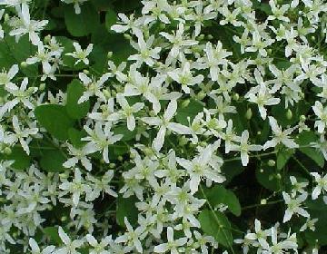 Clematis Sweet Autumn — photo 1