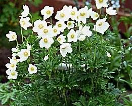 Anemone sylvestris — photo 1
