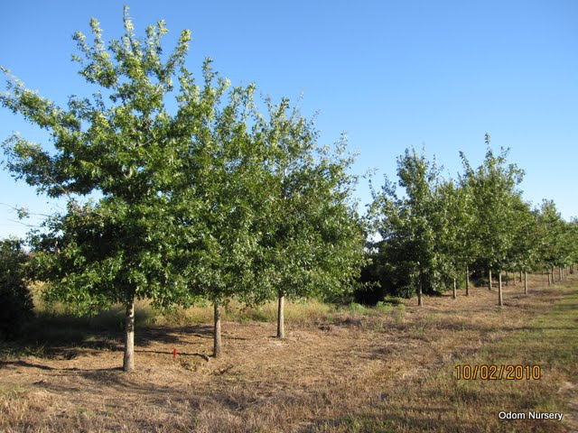 Quercus shumardii