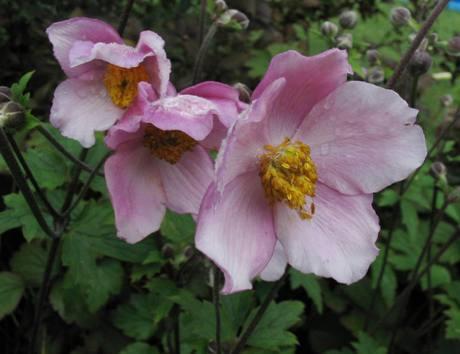 Anemone vitifolia 'Robustissima' — photo 1