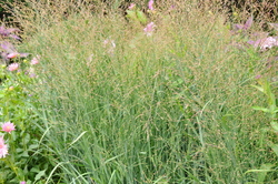 Panicum virgatum Heavy Metal — photo 2