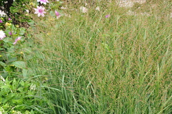 Panicum virgatum Heavy Metal — photo 3