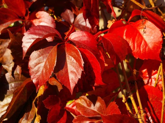 Parthenocissus quinquefolia var. engelmannii