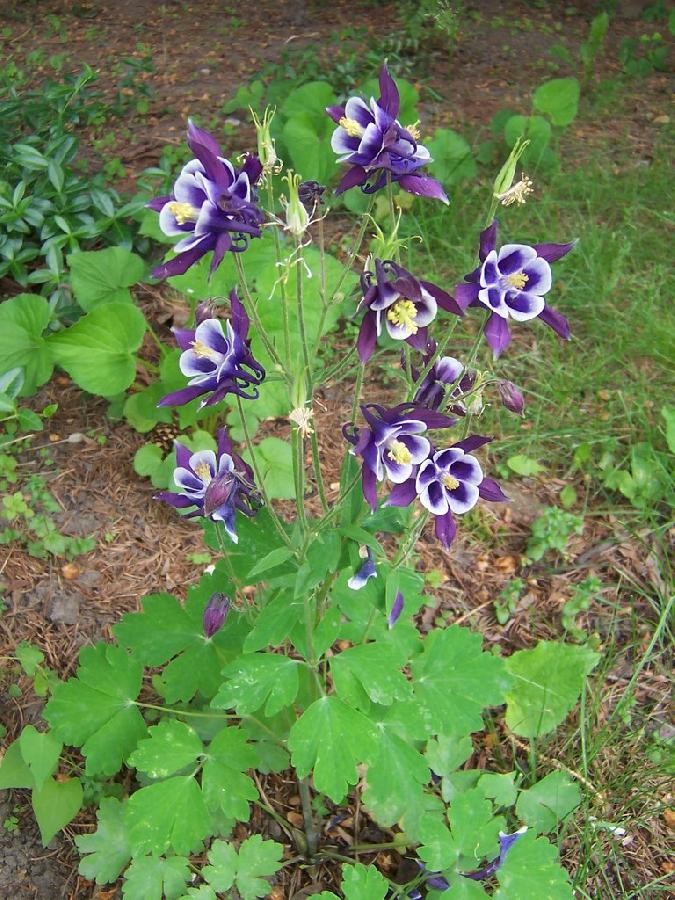 Aquilegia 'Biedermeier' — photo 1